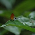 Hairstreak butterfly, Bukit Batok Nature Park, Singapore, 12 June 2005