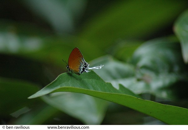 Hairstreak butterfly: Bukit Batok Nature Park, Singapore, 12 June 2005