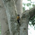 Woodpecker, Bukit Batok Nature Park, Singapore, 12 June 2005