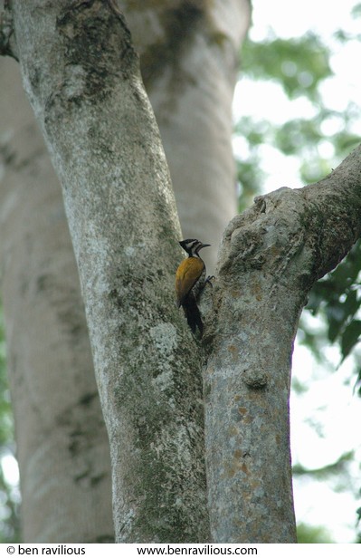 Woodpecker: Bukit Batok Nature Park, Singapore, 12 June 2005