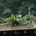 Fern growing on a storm shelter roof, Bukit Batok Nature Park, Singapore, 12 June 2005