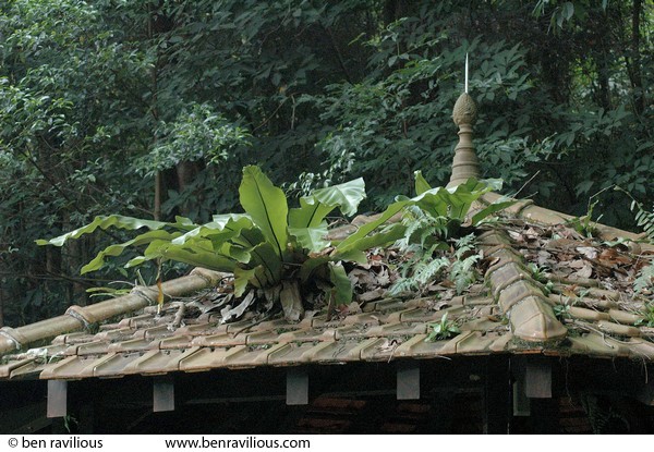 Fern growing on a storm shelter roof: Bukit Batok Nature Park, Singapore, 12 June 2005