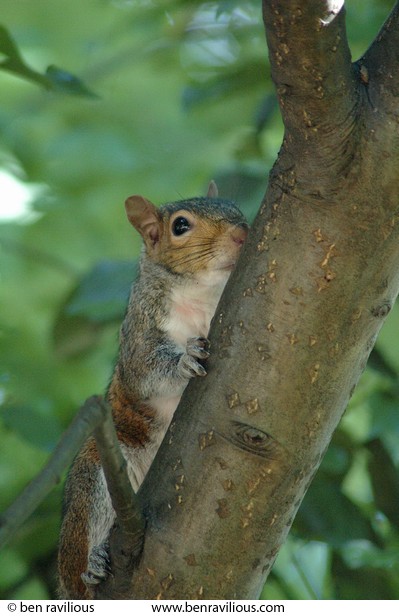 Shy Squirrel: New Walk, Leicester, 26 June 2005
