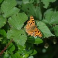 Comma butterfly on brambles, Butterfly Park, Stratford upon Avon, 03 July 2005