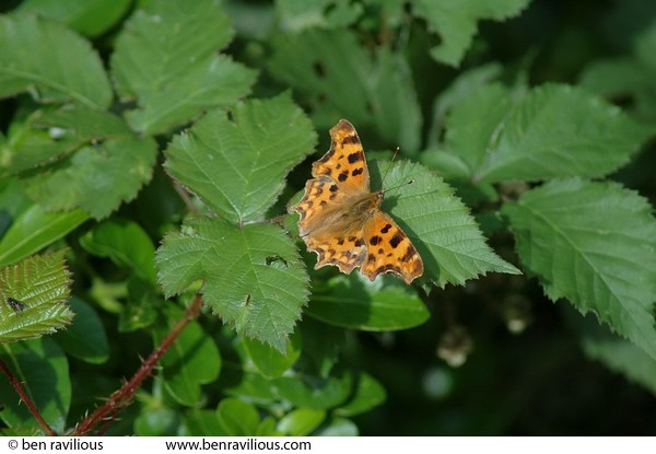 Comma butterfly on brambles: Butterfly Park, Stratford upon Avon, 03 July 2005