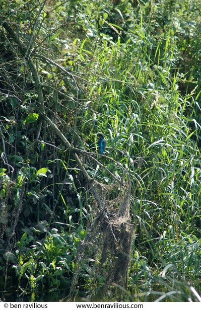 Kingfisher: Aylestone Meadows, Leicester, 02 August 2005