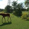 Foal, Riverside Park, Aylestone, Leicester, 02 August 2005