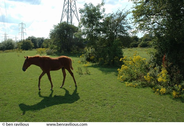 Foal: Riverside Park, Aylestone, Leicester, 02 August 2005