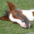 Sleepy foal, Riverside Park, Aylestone, Leicester, 02 August 2005