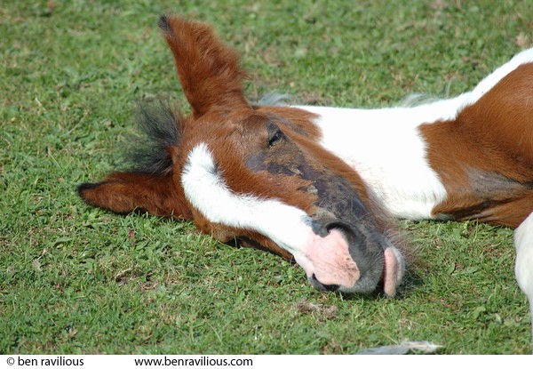 Sleepy foal: Riverside Park, Aylestone, Leicester, 02 August 2005