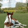 Foal waking up, Riverside Park, Aylestone, Leicester, 02 August 2005