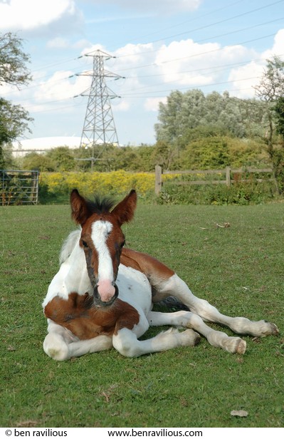 Foal waking up: Riverside Park, Aylestone, Leicester, 02 August 2005