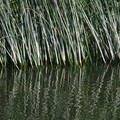 Reeds at the waters edge, Riverside Park, Aylestone, Leicester, 02 August 2005