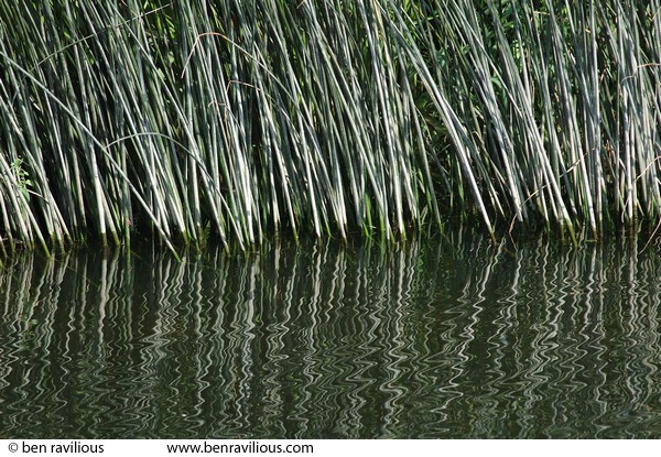 Reeds at the waters edge: Riverside Park, Aylestone, Leicester, 02 August 2005