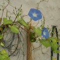 Morning glory flowers in a greenhouse, Chulmleigh, Devon, 20 August 2005
