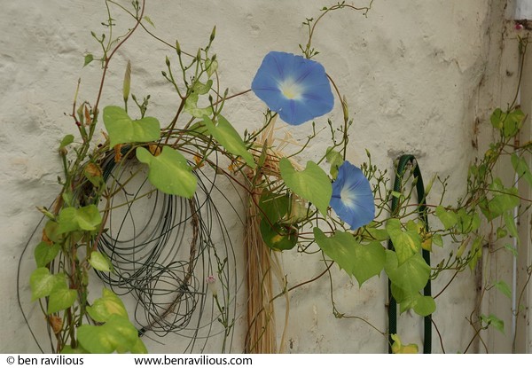 Morning glory flowers in a greenhouse: Chulmleigh, Devon, 20 August 2005