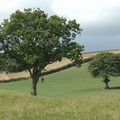 Trees in a field, Chulmleigh, Devon, 20 August 2005