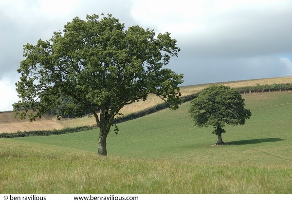 Trees in a field: Chulmleigh, Devon, 20 August 2005