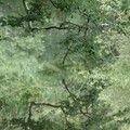 Sagging alder branch over a river, Rock Hill, Chulmleigh, Devon, 21 August 2005