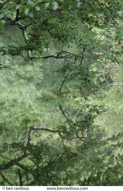 Sagging alder branch over a river: Rock Hill, Chulmleigh, Devon, 21 August 2005