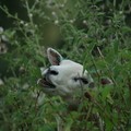 Sheep eating nettles, Rock Hill, Chulmleigh, Devon, 21 August 2005