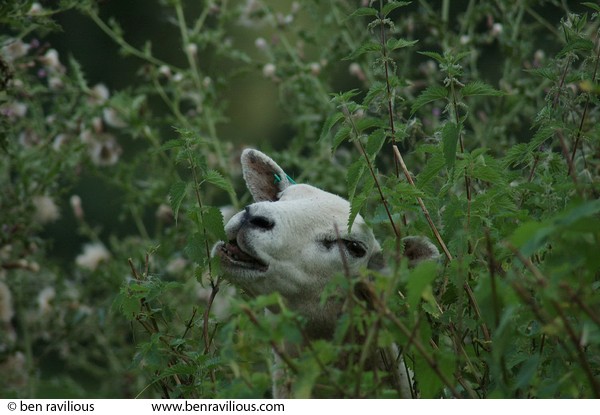 Sheep eating nettles: Rock Hill, Chulmleigh, Devon, 21 August 2005