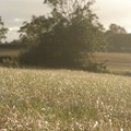 Wet grass, Bradgate Park, Leicestershire, 25 September 2005