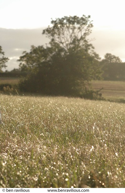 Wet grass: Bradgate Park, Leicestershire, 25 September 2005