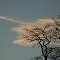 Cirrus clouds, tree, University of Leicester, 11 December 2005