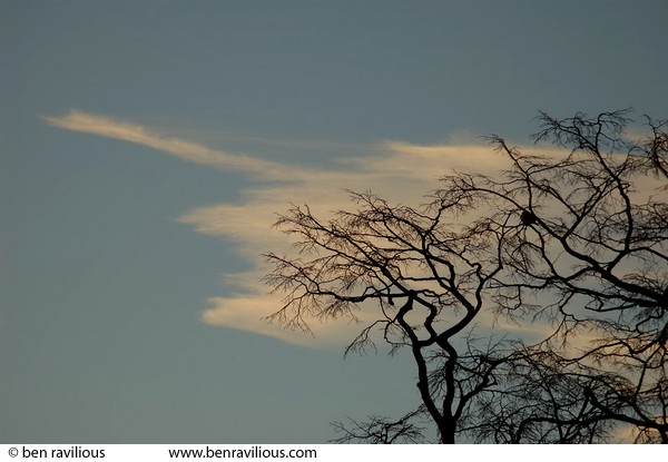 Cirrus clouds, tree: University of Leicester, 11 December 2005