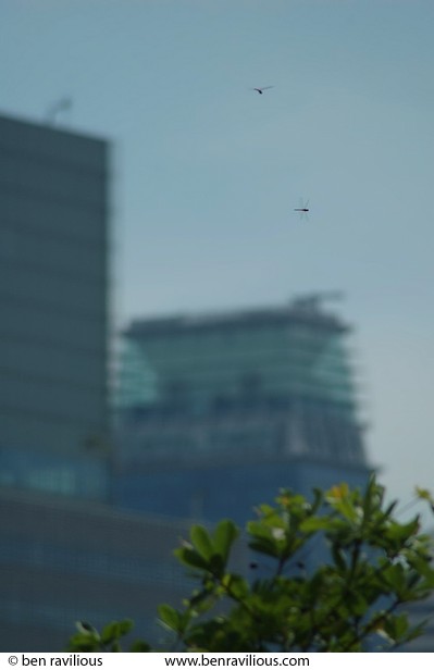 Dragonflies and towerblocks: Fort Canning, Singapore, 16 December 2005