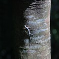 Chameleon on a tree trunk, Fort Canning, Singapore, 16 December 2005