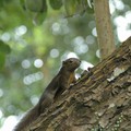 Squirrel, MacRitchie Reservoir, Singapore, 17 December 2005