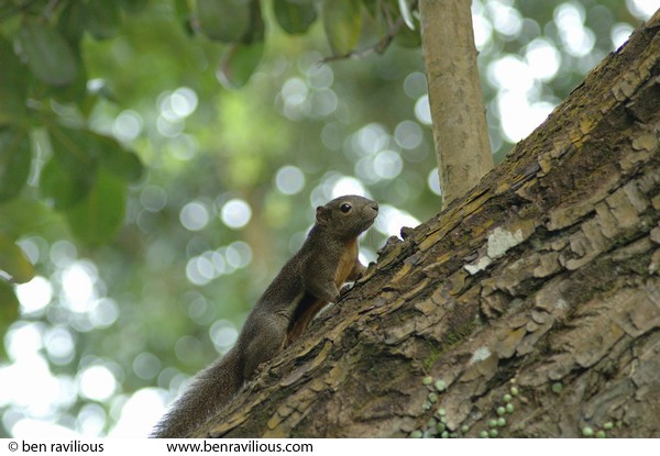 Squirrel: MacRitchie Reservoir, Singapore, 17 December 2005
