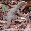 Lizard, MacRitchie, Singapore, 17 December 2005