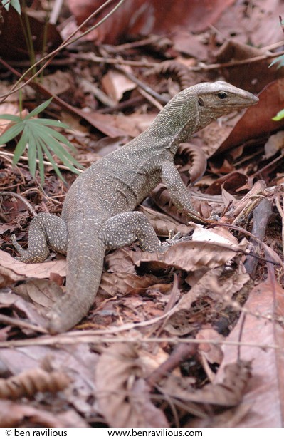 Lizard: MacRitchie, Singapore, 17 December 2005