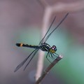 Dragonfly, MacRitchie Reservoir, Singapore, 17 December 2005