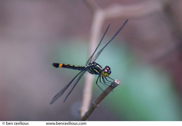 Dragonfly: MacRitchie Reservoir, Singapore, 17 December 2005