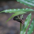 Butterfly laying eggs, MacRitchie Reservoir, Singapore, 17 December 2005