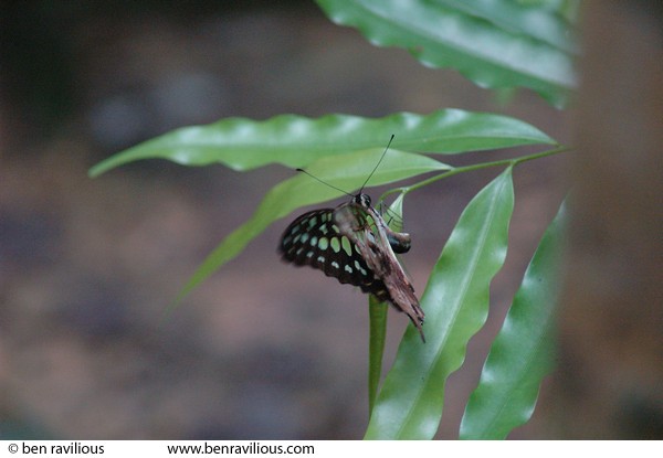 Butterfly laying eggs: MacRitchie Reservoir, Singapore, 17 December 2005