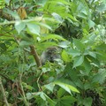 Hiding monkey, MacRitchie Reservoir, Singapore, 17 December 2005