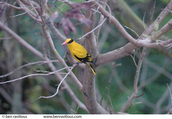 Black-naped Oriole: Bukit Batok, Singapore, 18 December 2005