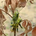 Grasshoppers mating, Kota Tinggi, Malaysia, 20 December 2005