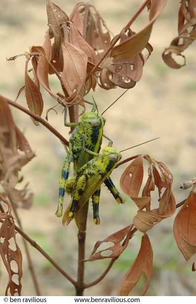 Grasshoppers mating: Kota Tinggi, Malaysia, 20 December 2005