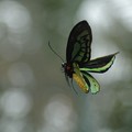 butterfly hovering, Butterfly Park, Sentosa, Singapore, 23 December 2005