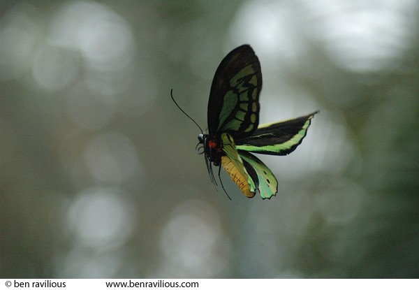 butterfly hovering: Butterfly Park, Sentosa, Singapore, 23 December 2005