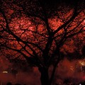 New Year's fireworks through a tree, Marina Bay, Singapore, 01 January 2006