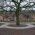 Horse Chestnut Tree, Museum Square, Leicester, 19 March 2006