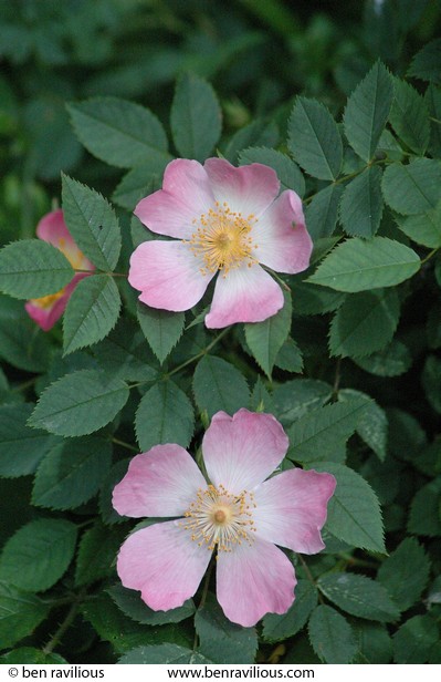 Wild roses: Spinney Hill Park, Leicester, 04 June 2006