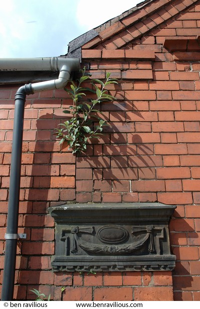 Buddleia growing out of a wall: Atkinson Street, Spinney Hills, Leicester, 05 June 2006